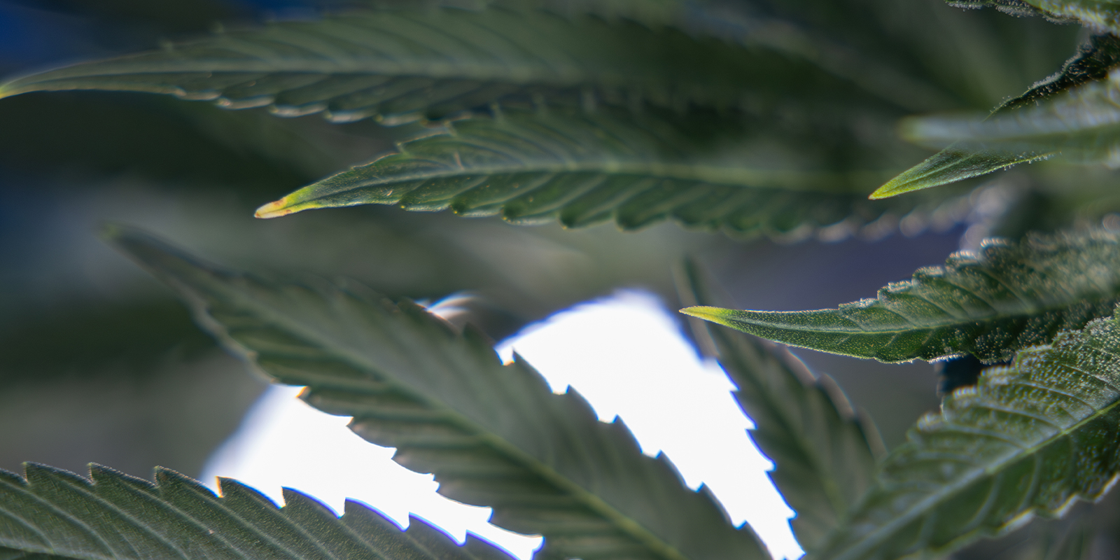 Stickstofftoxizität