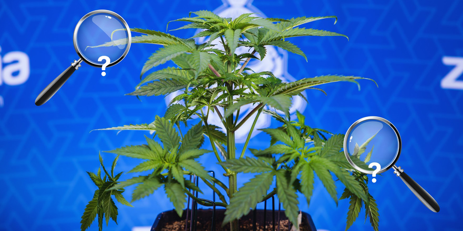 Schritt-für-Schritt-Lösung