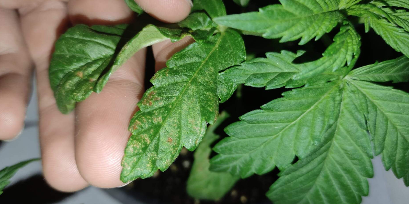 Wie nach unten gebogene Blätter aussehen