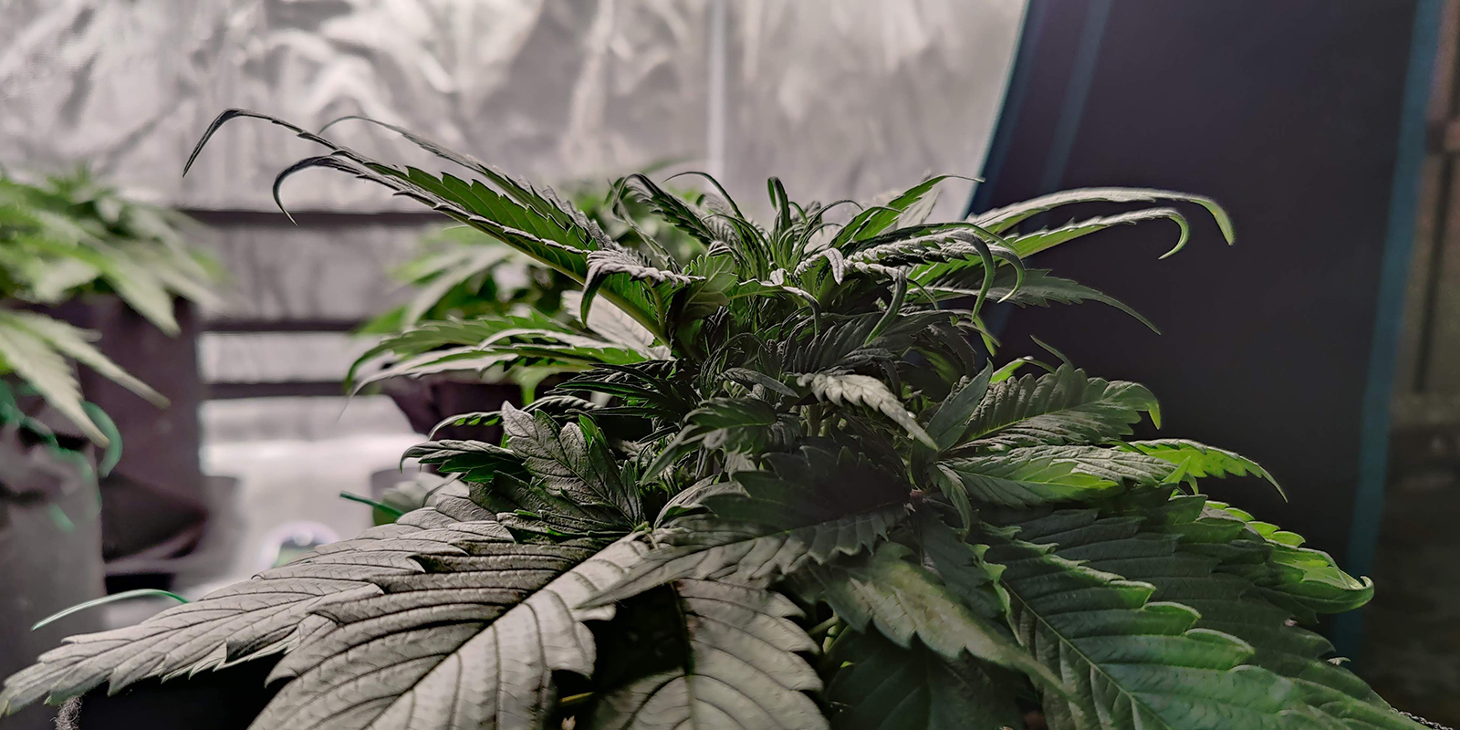 Wie nach unten gebogene Blätter aussehen