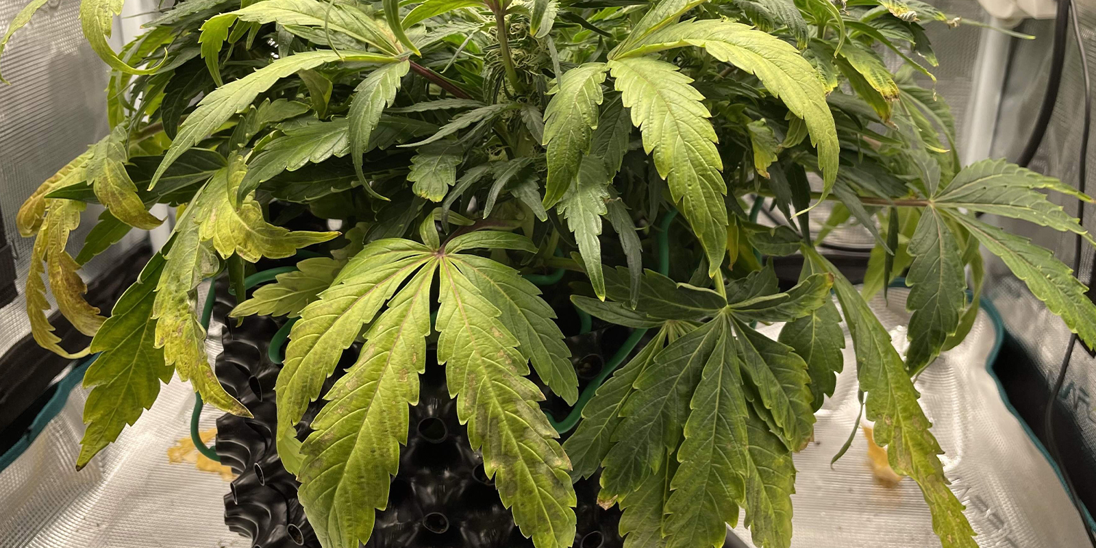 Wie nach unten gebogene Blätter aussehen