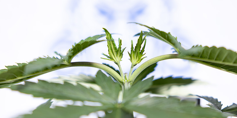 Kann man Autoflowers toppen?