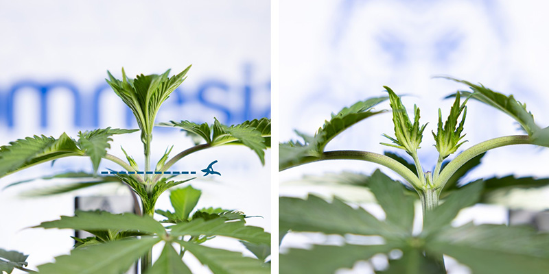 &Uuml;ber der 3. Nodie schneiden