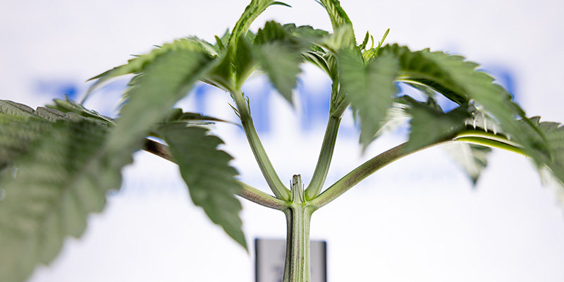 &Uuml;ber allem? Ist das Toppen von Autoflowers dein n&auml;chster Schritt?