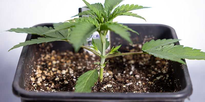 Wann man Autoflowers toppen sollte