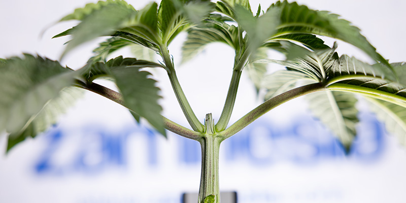Warum Autoflower toppen umstritten ist