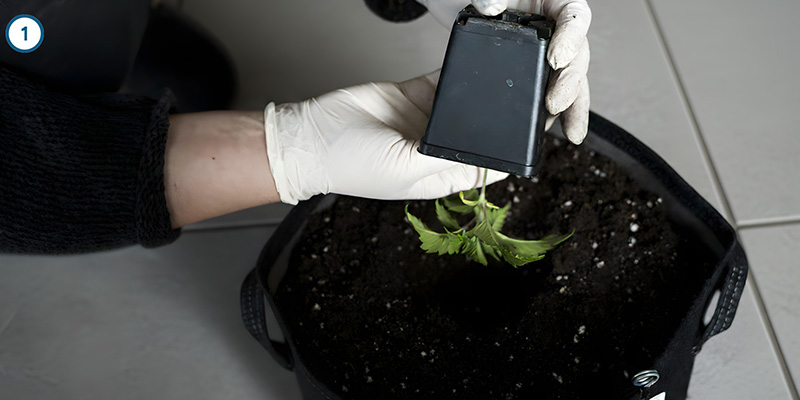 Der eigentliche Umzug