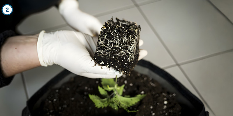 Der eigentliche Umzug