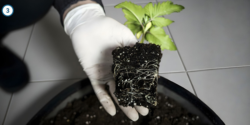 Der eigentliche Umzug