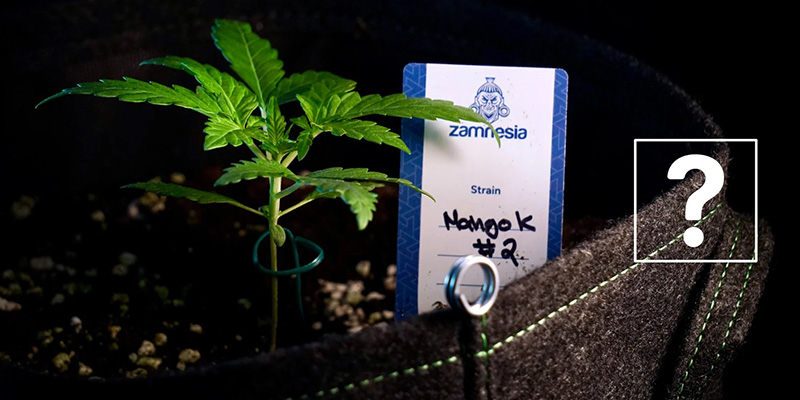 Kann man Autoflowering-Pflanzen umtopfen?