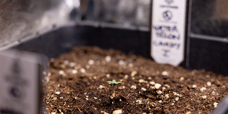 Alternativen zum Umtopfen: Direkt im Endtopf starten