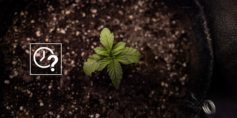 Wann sollte man Autoflowers umtopfen?