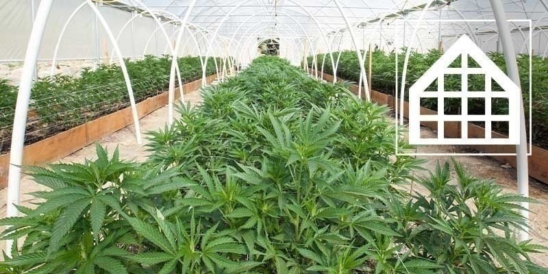 Warum Man Cannabis Im Gewächshaus Oder Wintergarten Anbauen Sollte Warum Man Cannabis Im Gewächshaus Oder Wintergarten Anbauen Sollte