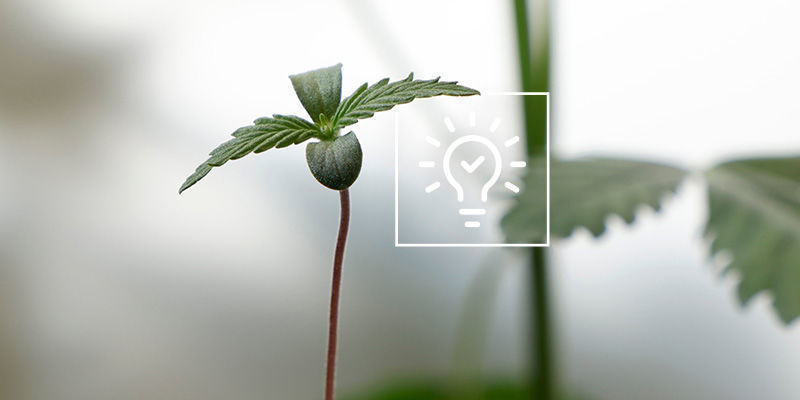 Tipps Für Den Anbau Von Cannabis In Einem Gewächshaus Oder Wintergarten Tipps für den Anbau von Cannabis in einem Gewächshaus oder Wintergarten