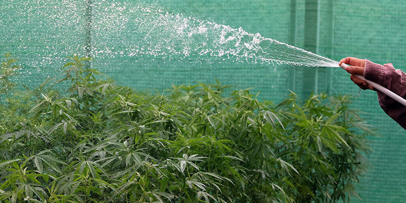 Häufige Fehler Beim Anbau Im Gewächshaus Und Wintergarten Häufige Fehler beim Anbau im Gewächshaus und Wintergarten