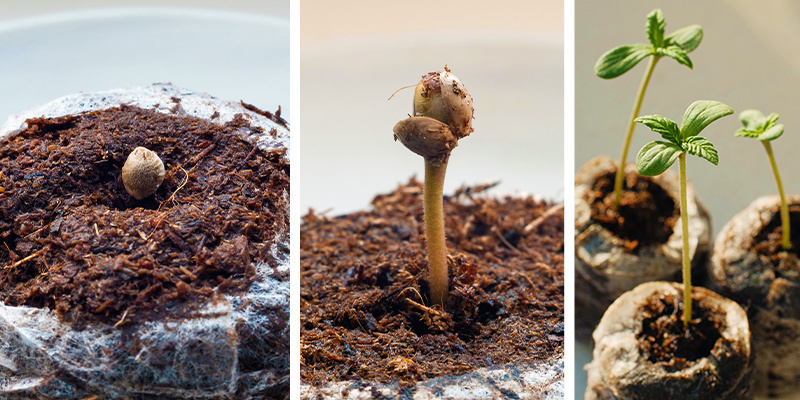 3. Cannabissamen in Torfpellets keimen 3. Cannabissamen in Torfpellets keimen