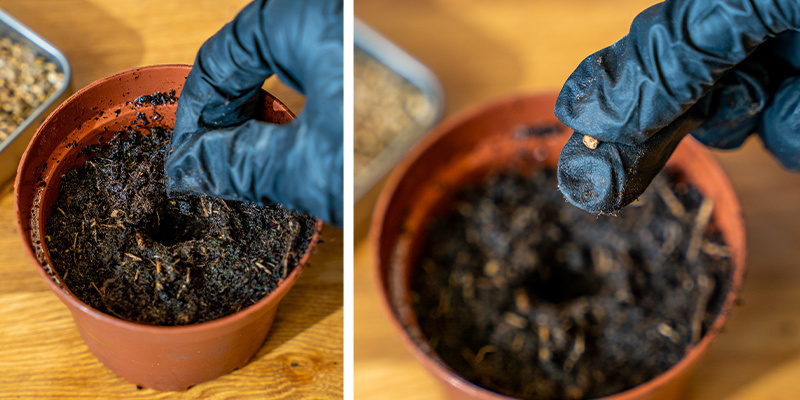 2. Cannabissamen in Erde keimen 2. Cannabissamen in Erde keimen