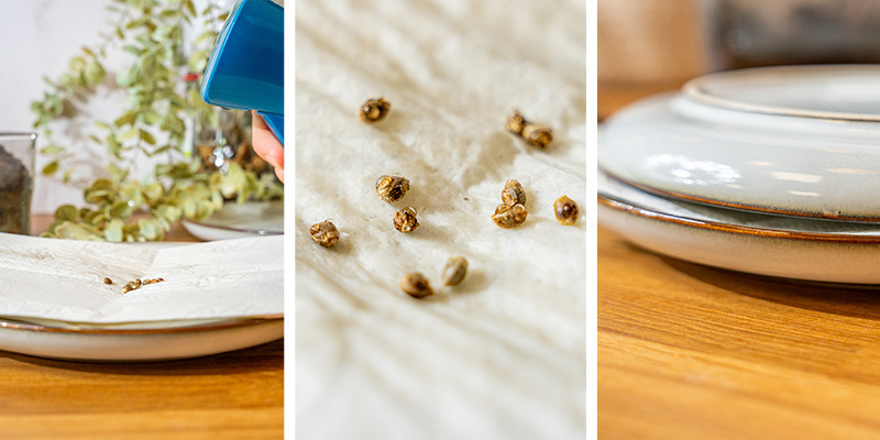 4. Keimung von Cannabissamen mit Küchenpapier 4. Keimung von Cannabissamen mit Küchenpapier