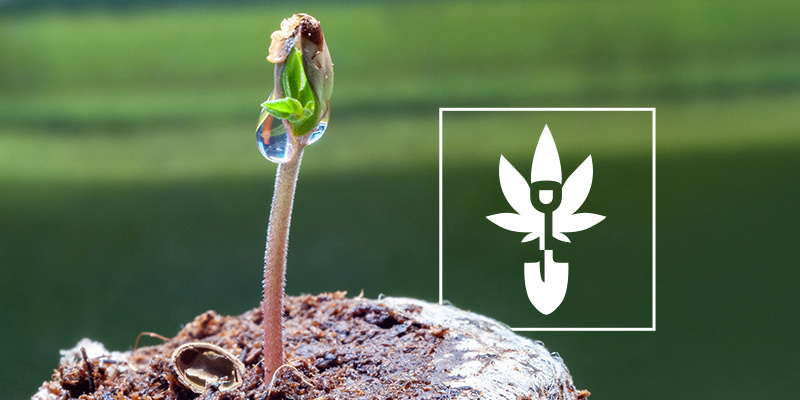 So keimt man Cannabissamen So keimt man Cannabissamen