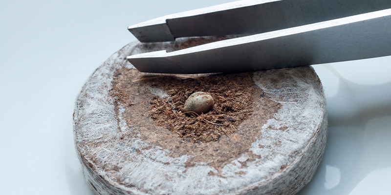 3. Cannabissamen in Torfpellets keimen 3. Cannabissamen in Torfpellets keimen