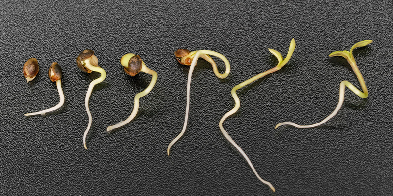 Die Bedeutung der Keimung für Cannabis Die Bedeutung der Keimung für Cannabis