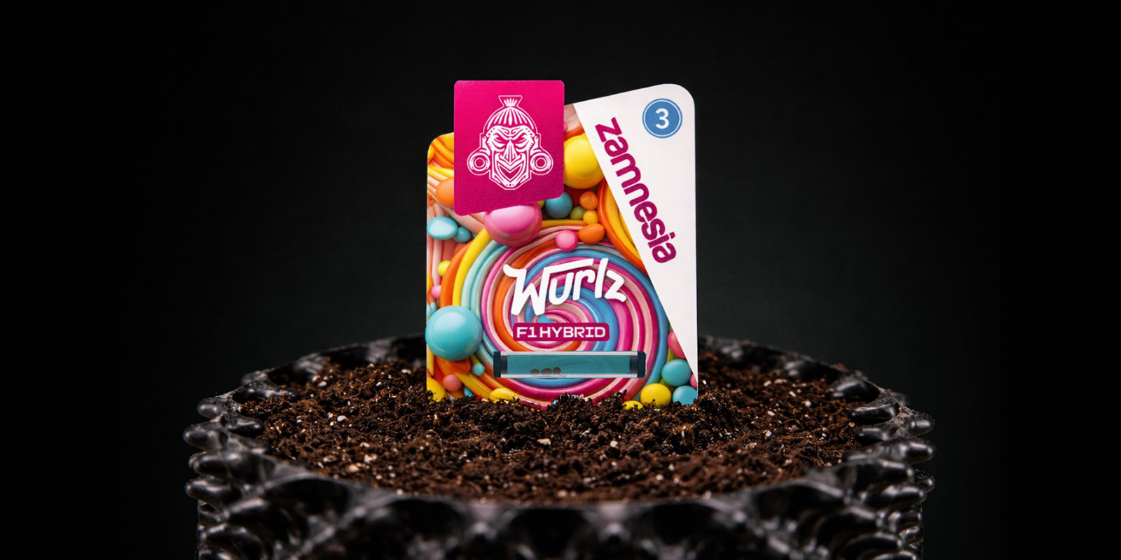 Autoflowering-Samen keimen lassen Autoflowering-Samen keimen lassen