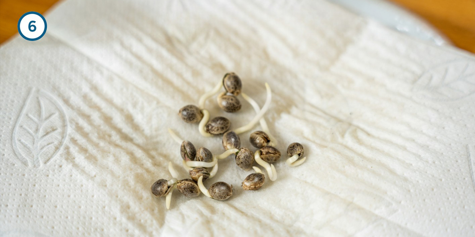 Küchenpapier-Methode Küchenpapier-Methode