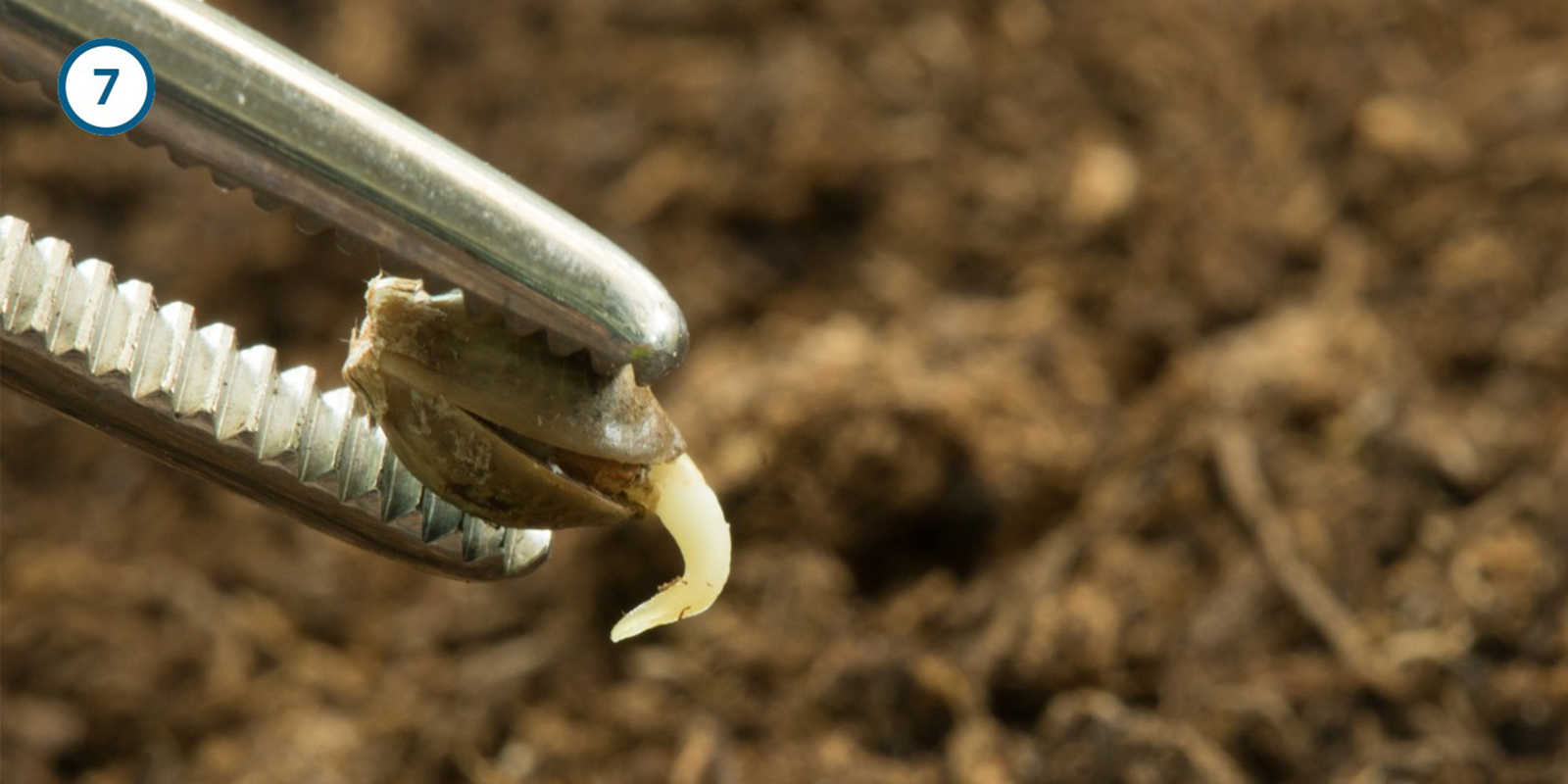 Küchenpapier-Methode Küchenpapier-Methode