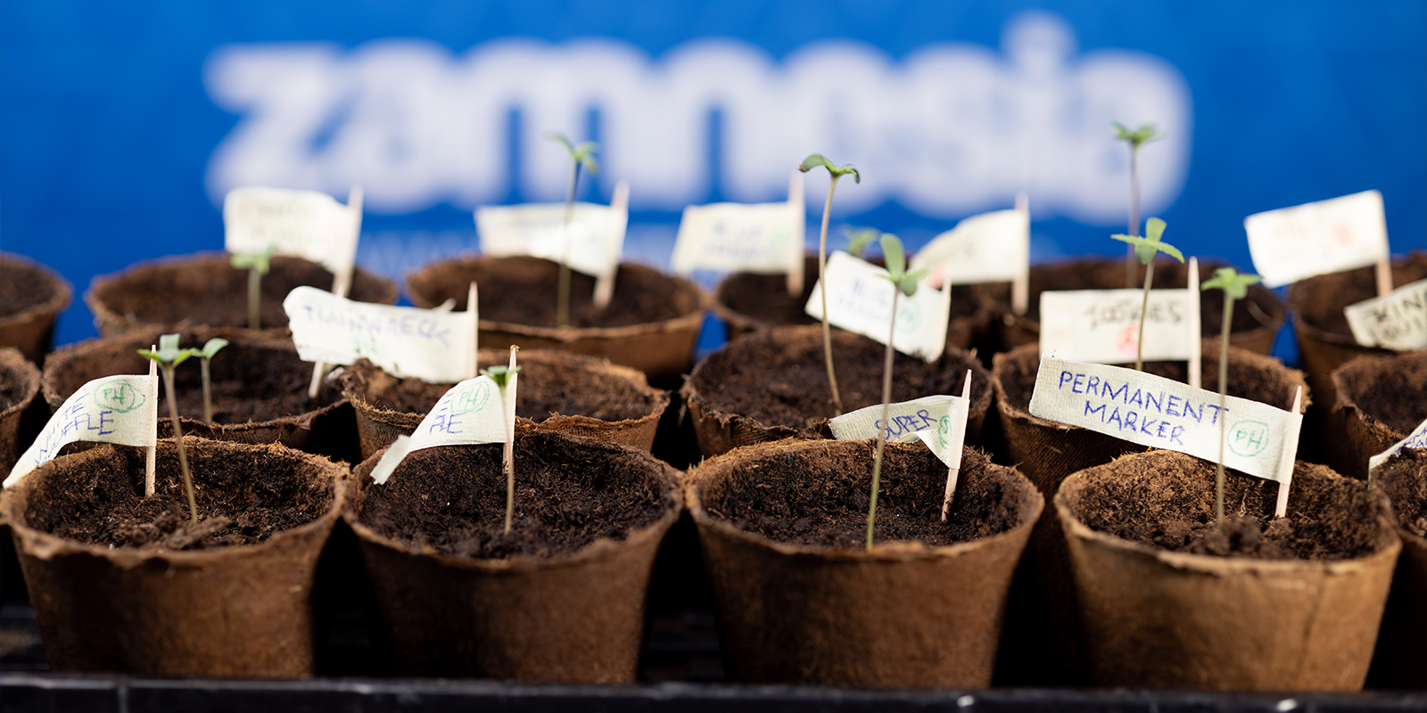 Fertig, los, keimen! Fertig, los, keimen!