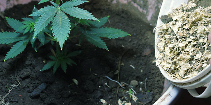 Wie Man Die Qualität Der Erde Verbessert Wie man die Qualität der Erde verbessert