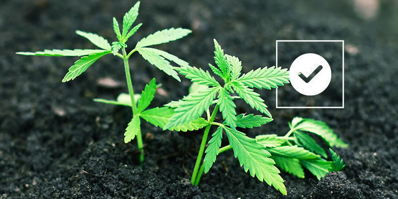 Die Antwort Auf Die Frage Nach Der Passenden Erde Die Antwort auf die Frage nach der passenden Erde