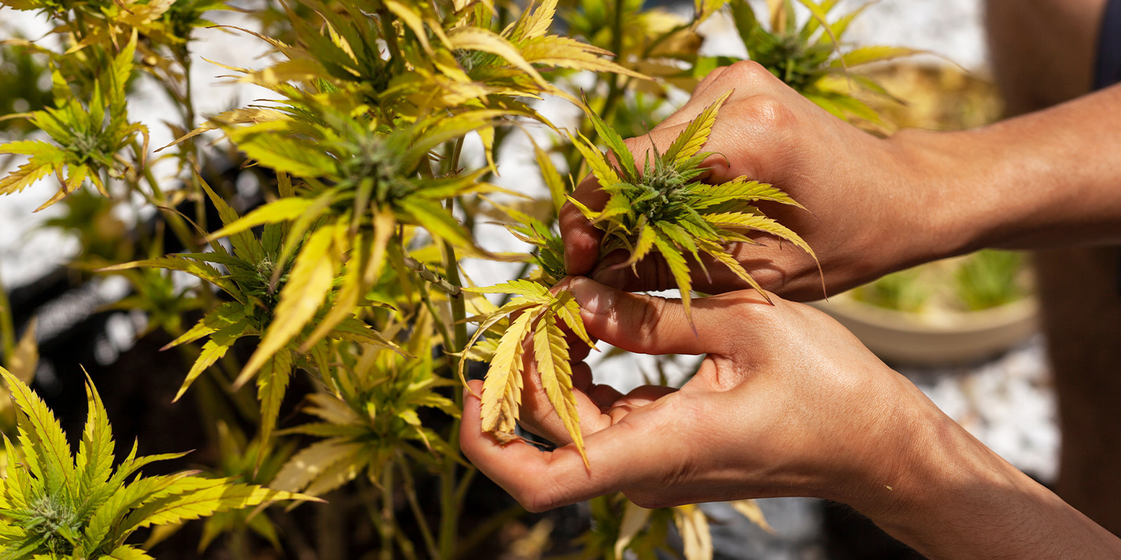 Tipps zur Vorbeugung gegen gelbe Blätter Tipps zur Vorbeugung gegen gelbe Blätter