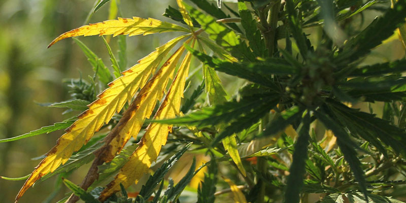 Cannabis wird gelb: Diagnose Cannabis wird gelb: Diagnose