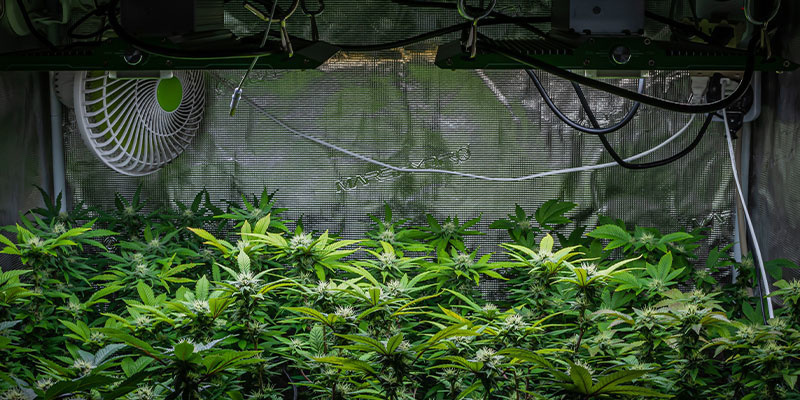 Blütephase Blütephase