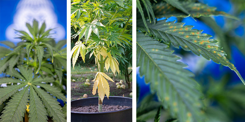 Gelbfärbung in den verschiedenen Pflanzenteilen identifizieren Gelbfärbung in den verschiedenen Pflanzenteilen identifizieren