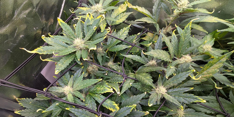 Lichtstress Lichtstress