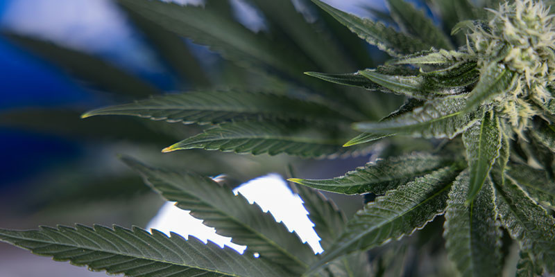 Nährstoffmangel Nährstoffmangel