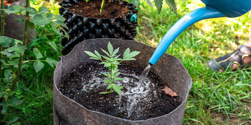 Über-/Unterwässerung Über-/Unterwässerung