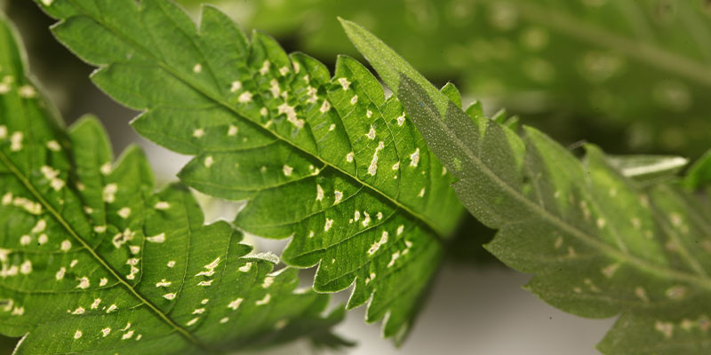 Schädlinge Schädlinge