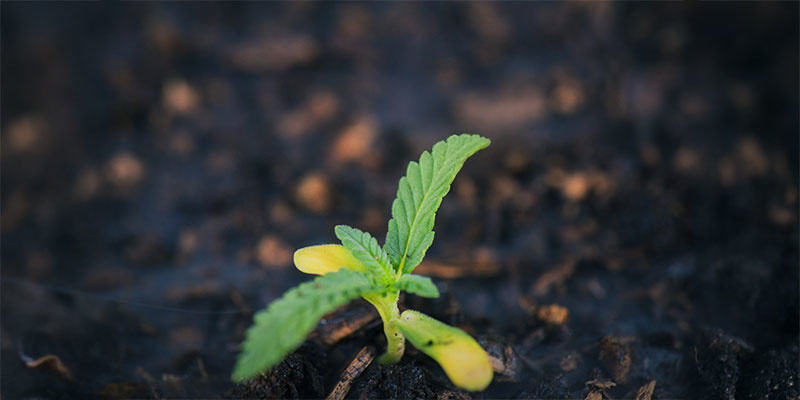 Keimlingsstadium Keimlingsstadium