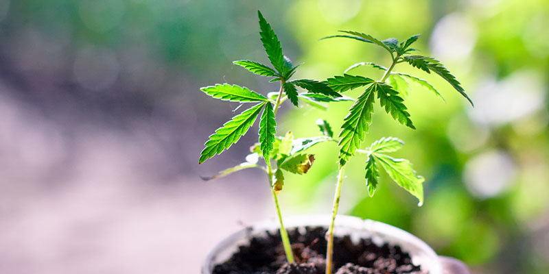 Wachstumsphase Wachstumsphase