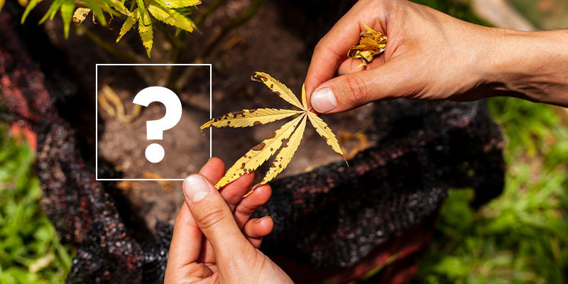 Cannabisblätter werden gelb: Die Ursachen Cannabisblätter werden gelb: Die Ursachen