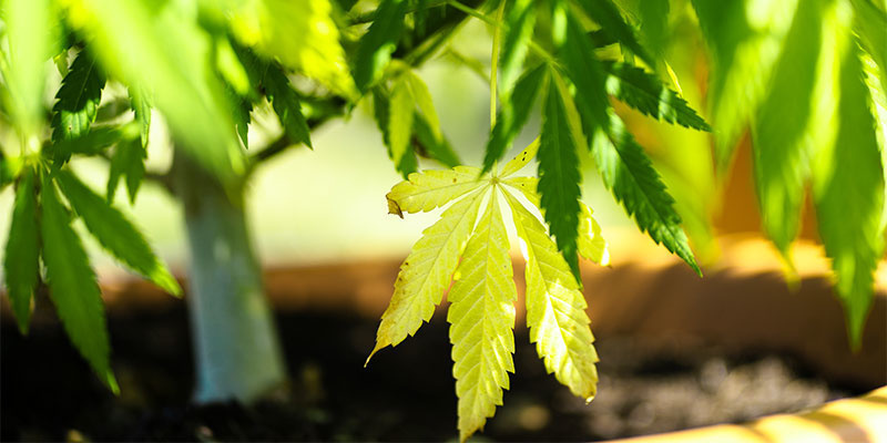 Wann sind gelbe Blätter normal? Wann sind gelbe Blätter normal?