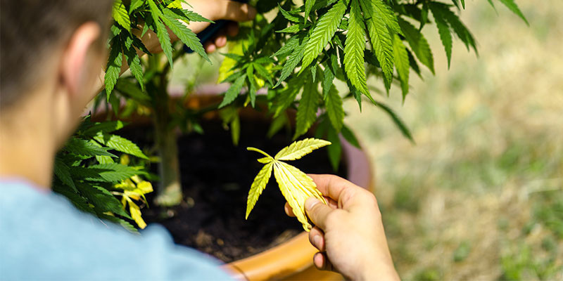 Cannabispflanze: Blätter werden gelb? Du kriegst das hin! Cannabispflanze: Blätter werden gelb? Du kriegst das hin!