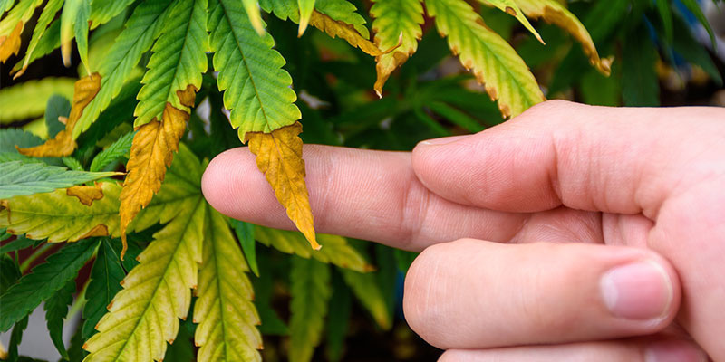 pH-Ungleichgewicht pH-Ungleichgewicht