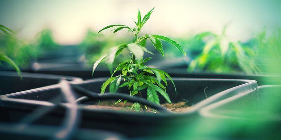 Kunststofftöpfe Kunststofftöpfe Cannabis