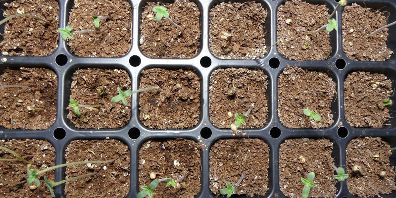Halte Die Bedingungen Innerhalb Des Propagators Konstant, Bis Jeder Sämling 2–3cm Groß Ist Halte Die Bedingungen Innerhalb Des Propagators Konstant, Bis Jeder Sämling 2–3cm Groß Ist