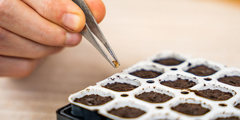 Stecke Einen Samen In Jedes Vorgefertigte Loch In Jedem Deiner Töpfe Stecke Einen Samen In Jedes Vorgefertigte Loch In Jedem Deiner Töpfe