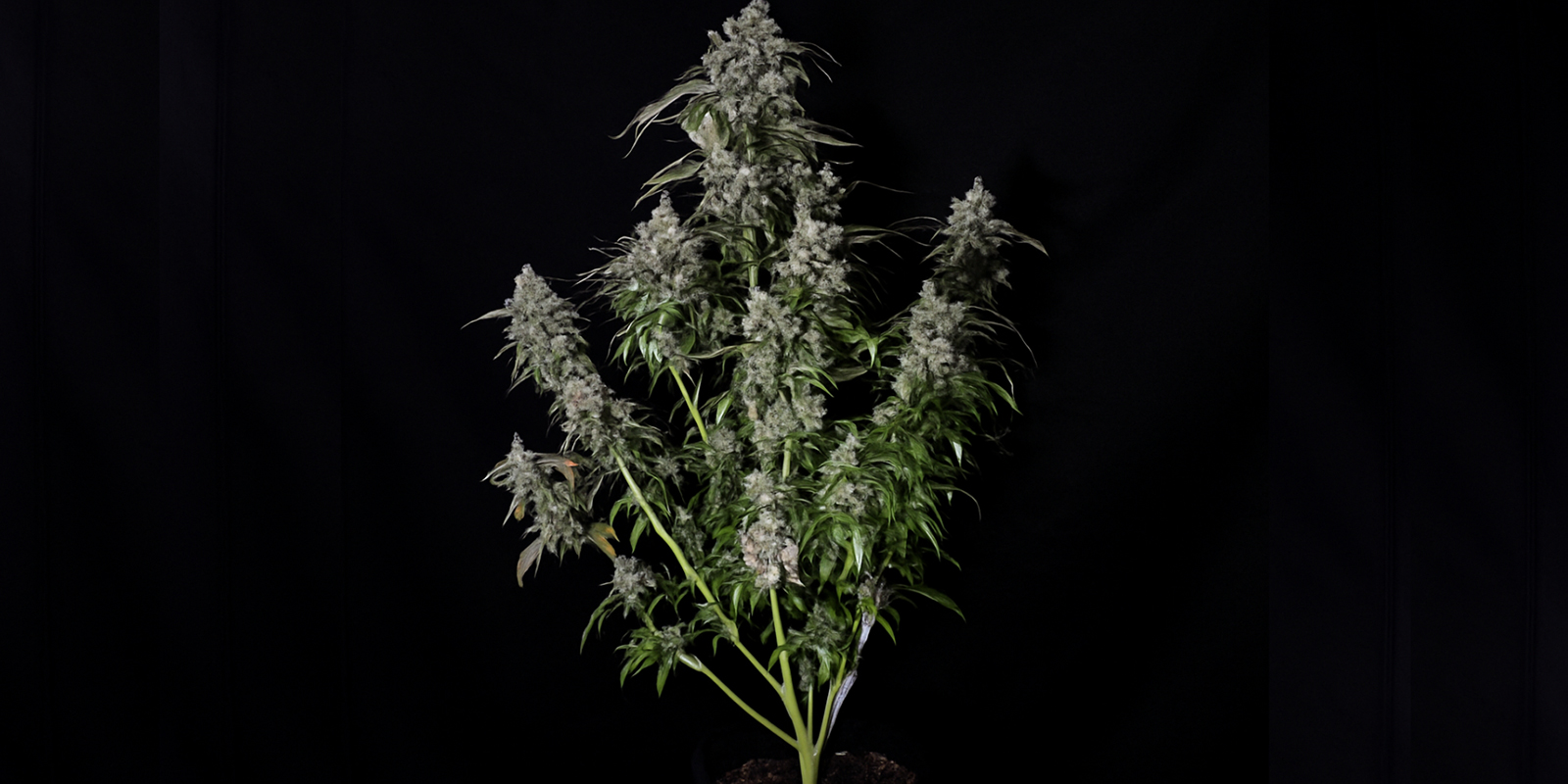 Wie man eine Sativa-Pflanze erkennt Wie man eine Sativa-Pflanze erkennt