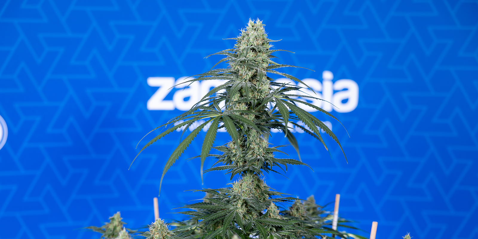 Typische Höhe und Blütezeit Typische Höhe und Blütezeit